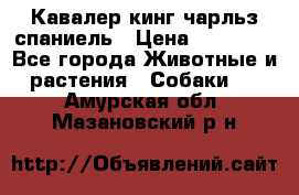 Кавалер кинг чарльз спаниель › Цена ­ 40 000 - Все города Животные и растения » Собаки   . Амурская обл.,Мазановский р-н